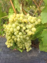 image (1)69